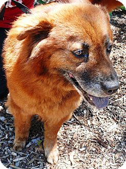 Chow Chow Mix Dog for Sale in Chula Vista, California - Lucy Chow Chow Mix Dog for Sale in Chula Vista, California - Lucy