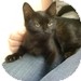 Domestic Shorthair Kitten for Sale in Vancouver, British Columbia - Chococat Domestic Shorthair Kitten for Sale in Vancouver, British Columbia - Chococat