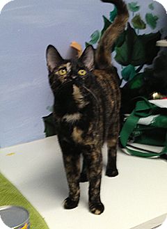 Domestic Shorthair Kitten for Sale in Patterson, New York - Pretty Girl Domestic Shorthair Kitten for Sale in Patterson, New York - Pretty Girl