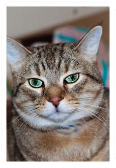 Domestic Shorthair Cat for Sale in Moline, Illinois - Fido Domestic Shorthair Cat for Sale in Moline, Illinois - Fido