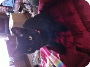 American Shorthair Kitten for Sale in Marlton, New Jersey - Jonah American Shorthair Kitten for Sale in Marlton, New Jersey - Jonah