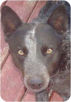 Australian Cattle Dog Dog for Sale in Scottsdale, Arizona - Dillon - Adoption pending Australian Cattle Dog Dog for Sale in Scottsdale, Arizona - Dillon - Adoption pending