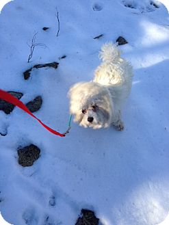 Poodle (Miniature) Dog for Sale in Wanaque, New Jersey - Que Poodle (Miniature) Dog for Sale in Wanaque, New Jersey - Que