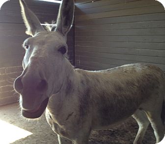 Donkey/Mule/Burro/Hinny Mix for Sale in Bangor, California - Eeyore Donkey/Mule/Burro/Hinny Mix for Sale in Bangor, California - Eeyore