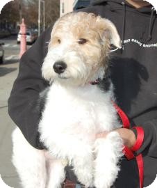 Fox Terrier (Wirehaired) Puppy for Sale in Brooklyn, New York - Sebastian Fox Terrier (Wirehaired) Puppy for Sale in Brooklyn, New York - Sebastian