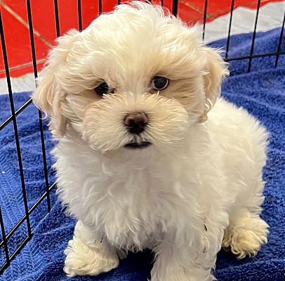 Fort Myers FL Shih Tzu Meet Anastasia Shih Tzu Puppy A Pet For