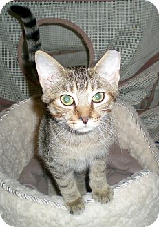Domestic Shorthair Cat for Sale in Troy, Michigan - Ballou Domestic Shorthair Cat for Sale in Troy, Michigan - Ballou