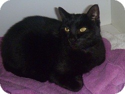 Domestic Shorthair Cat for Sale in Hamburg, New York - Pugsley Domestic Shorthair Cat for Sale in Hamburg, New York - Pugsley
