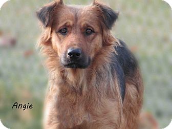 Shepherd (Unknown Type) Mix Dog for Sale in Hamilton, Montana - Angie Shepherd (Unknown Type) Mix Dog for Sale in Hamilton, Montana - Angie