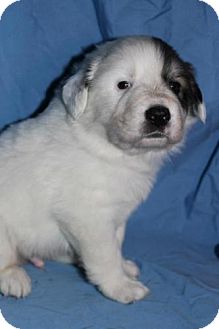 Great Pyrenees Mix Puppy for Sale in Stilwell, Oklahoma - Huck Great Pyrenees Mix Puppy for Sale in Stilwell, Oklahoma - Huck