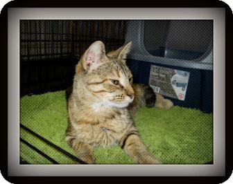 Domestic Shorthair Cat for Sale in Medford, Wisconsin - TIA Domestic Shorthair Cat for Sale in Medford, Wisconsin - TIA