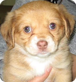 Shih Tzu/Poodle (Miniature) Mix Puppy for Sale in Thousand Oaks, California - Roamie Shih Tzu/Poodle (Miniature) Mix Puppy for Sale in Thousand Oaks, California - Roamie