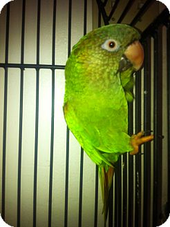 Conure for Sale in Punta Gorda, Florida - George Conure for Sale in Punta Gorda, Florida - George