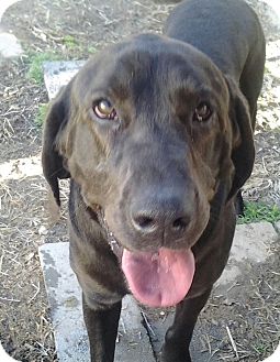 Great Dane/Bloodhound Mix Dog for Sale in London, Kentucky - Amiti Great Dane/Bloodhound Mix Dog for Sale in London, Kentucky - Amiti