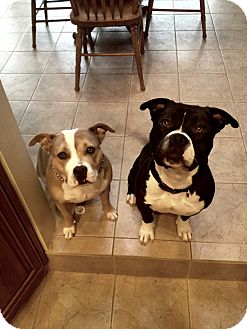 American Bulldog/Staffordshire Bull Terrier Mix Dog for Sale in San Diego, California - Tony URGENT American Bulldog/Staffordshire Bull Terrier Mix Dog for Sale in San Diego, California - Tony URGENT