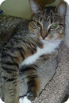 Domestic Shorthair Cat for Sale in Hamburg, New York - Penny Lee Domestic Shorthair Cat for Sale in Hamburg, New York - Penny Lee