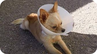 Pomeranian Mix Dog for Sale in Tucson, Arizona - Quincy Pomeranian Mix Dog for Sale in Tucson, Arizona - Quincy