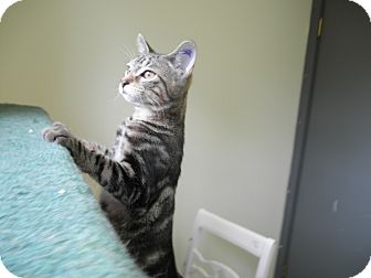 Domestic Shorthair Kitten for Sale in Milwaukee, Wisconsin - Hulk - IN FOSTER CARE Domestic Shorthair Kitten for Sale in Milwaukee, Wisconsin - Hulk - IN FOSTER CARE