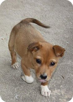 Jack Russell Terrier Mix Puppy for Sale in Danbury, Connecticut - Kirby Jack Russell Terrier Mix Puppy for Sale in Danbury, Connecticut - Kirby