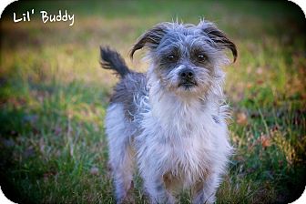 Shih Tzu/Yorkie, Yorkshire Terrier Mix Dog for Sale in Wilmington, Delaware - Buddy Shih Tzu/Yorkie, Yorkshire Terrier Mix Dog for Sale in Wilmington, Delaware - Buddy