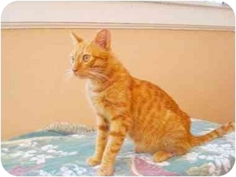 Domestic Mediumhair Cat for Sale in Columbus, Georgia - Angelo Domestic Mediumhair Cat for Sale in Columbus, Georgia - Angelo