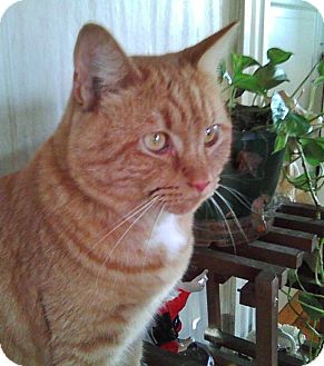 Domestic Shorthair Cat for Sale in Medford, Massachusetts - Tiger Domestic Shorthair Cat for Sale in Medford, Massachusetts - Tiger