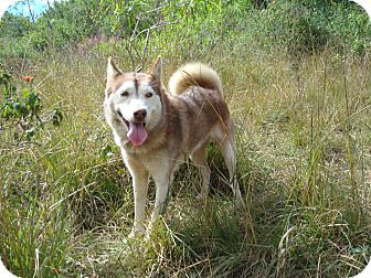 Husky Mix Dog for Sale in Redmond, Washington - Lulu Husky Mix Dog for Sale in Redmond, Washington - Lulu