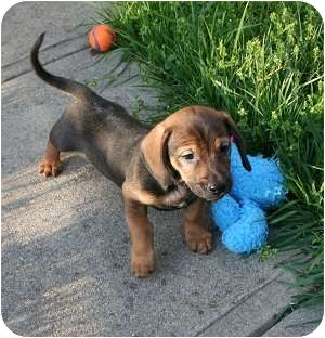 Shepherd (Unknown Type)/Basset Hound Mix Puppy for Sale in Cincinnati, Ohio - Sebastian Shepherd (Unknown Type)/Basset Hound Mix Puppy for Sale in Cincinnati, Ohio - Sebastian