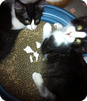 Domestic Mediumhair Kitten for Sale in Jacksonville, Florida - Pansy Domestic Mediumhair Kitten for Sale in Jacksonville, Florida - Pansy