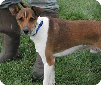 Sheltie, Shetland Sheepdog/Manchester Terrier Mix Dog for Sale in Lisbon, Ohio - Manny Sheltie, Shetland Sheepdog/Manchester Terrier Mix Dog for Sale in Lisbon, Ohio - Manny