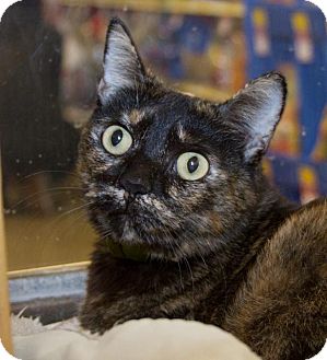 Domestic Shorthair Cat for Sale in Irvine, California - Reeses Domestic Shorthair Cat for Sale in Irvine, California - Reeses