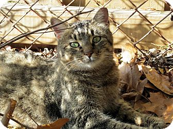 Domestic Mediumhair Cat for Sale in Alexandria, Virginia - Chica Domestic Mediumhair Cat for Sale in Alexandria, Virginia - Chica