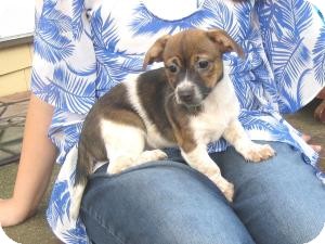 Corgi/Terrier (Unknown Type, Small) Mix Puppy for Sale in Sussex, New Jersey - Dolly Corgi/Terrier (Unknown Type, Small) Mix Puppy for Sale in Sussex, New Jersey - Dolly