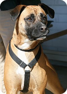 Boxer Mix Dog for Sale in Bedford, Virginia - Queenie Boxer Mix Dog for Sale in Bedford, Virginia - Queenie