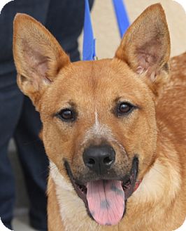Shiba Inu/Basenji Mix Dog for Sale in Tucker, Georgia - Clancy Shiba Inu/Basenji Mix Dog for Sale in Tucker, Georgia - Clancy