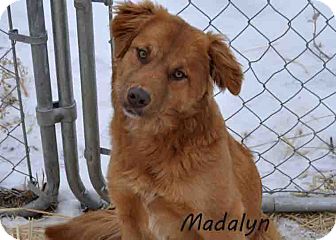 Golden Retriever Mix Puppy for Sale in Hamilton, Montana - Madalyn Golden Retriever Mix Puppy for Sale in Hamilton, Montana - Madalyn