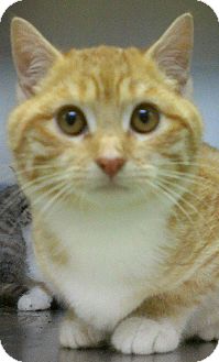 Domestic Shorthair Kitten for Sale in Richboro, Pennsylvania - Dick Van Dyke Domestic Shorthair Kitten for Sale in Richboro, Pennsylvania - Dick Van Dyke