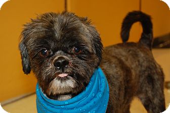 Shih Tzu Mix Dog for Sale in London, Kentucky - Jax Shih Tzu Mix Dog for Sale in London, Kentucky - Jax