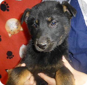 Golden Retriever/German Shepherd Dog Mix Puppy for Sale in Oviedo, Florida - Conner Golden Retriever/German Shepherd Dog Mix Puppy for Sale in Oviedo, Florida - Conner