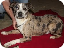 Catahoula Leopard Dog Dog for Sale in Sherman, Connecticut - Jessie Catahoula Leopard Dog Dog for Sale in Sherman, Connecticut - Jessie