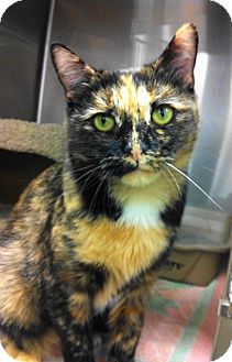 Domestic Shorthair Cat for Sale in Warminster, Pennsylvania - Bobbie Domestic Shorthair Cat for Sale in Warminster, Pennsylvania - Bobbie