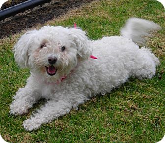 Bichon Frise Dog for Sale in El Cajon, California - Susie Bichon Frise Dog for Sale in El Cajon, California - Susie