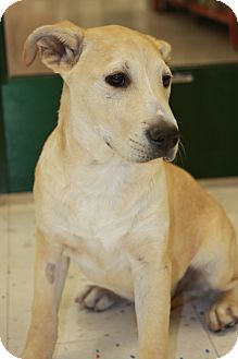Labrador Retriever/Husky Mix Puppy for Sale in Phoenix, Arizona - Shane Labrador Retriever/Husky Mix Puppy for Sale in Phoenix, Arizona - Shane