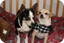 Chihuahua Dog for Sale in Sussex, New Jersey - Panda and Tinky Chihuahua Dog for Sale in Sussex, New Jersey - Panda and Tinky