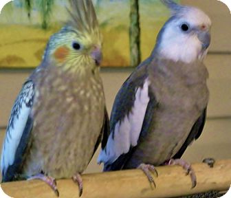 Cockatiel for Sale in Tampa, Florida - Nickel & Sterling Cockatiel for Sale in Tampa, Florida - Nickel & Sterling