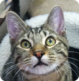 Domestic Shorthair Kitten for Sale in Winchester, California - Little Bit Domestic Shorthair Kitten for Sale in Winchester, California - Little Bit