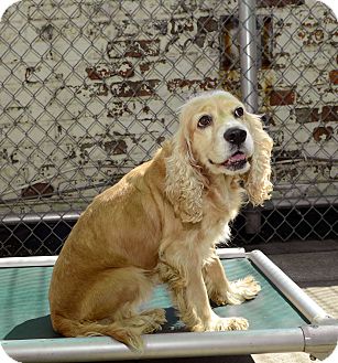 Cocker Spaniel Dog for Sale in New York, New York - Jodi Cocker Spaniel Dog for Sale in New York, New York - Jodi