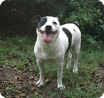 Jack Russell Terrier/Terrier (Unknown Type, Small) Mix Dog for Sale in Spring Valley, New York - Smiley Jack Russell Terrier/Terrier (Unknown Type, Small) Mix Dog for Sale in Spring Valley, New York - Smiley