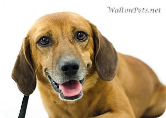 Hound (Unknown Type) Mix Dog for Sale in West Bridgewater, Massachusetts - Milton Hound (Unknown Type) Mix Dog for Sale in West Bridgewater, Massachusetts - Milton