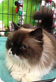 Himalayan Cat for Sale in Beverly Hills, California - Maryland Himalayan Cat for Sale in Beverly Hills, California - Maryland